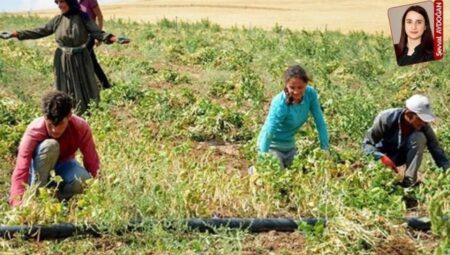 Baharın gelmesiyle mevsimlik gezici tarım emekçileri ve çocuklarının seyahati başladı: Tarlaya çocuk göçü