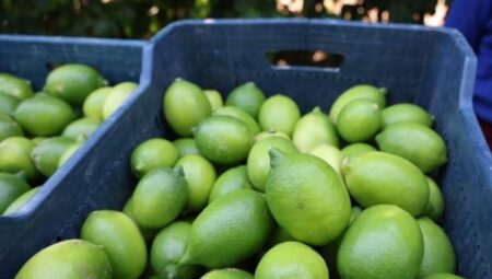 Limon ihracatı yarından itibaren süreksiz olarak durdurulacak