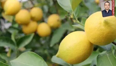 Limonda fiyat dengesizlikleriyle gelen ihracatı kısıtlama kararı iki gün dayandı: Yasak değil dayanak gerek