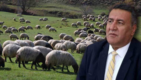 Türkiye hayvancılıkta kan kaybetmeye devam ediyor: ‘Yerli üretimi bitirdiler’