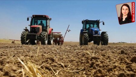 Ani değişen sıcaklıklar üreticiyi çaresiz bıraktı, hasar büyük: Buğdayda ziyan